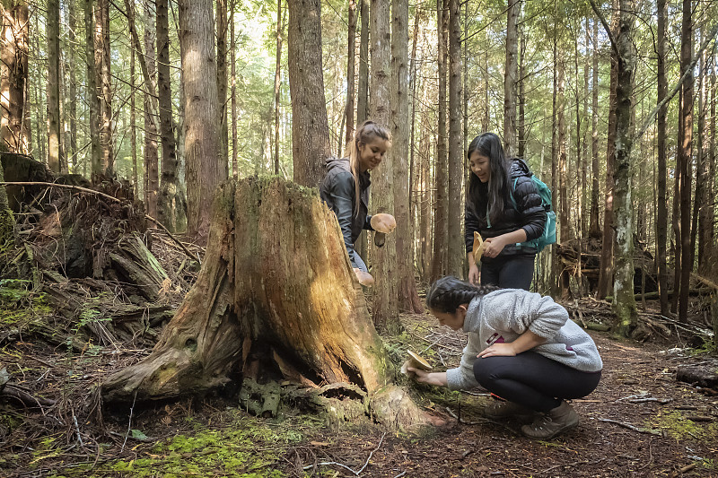 三名年轻女子在加拿大森林采摘可食用的牛肝菌图片下载
