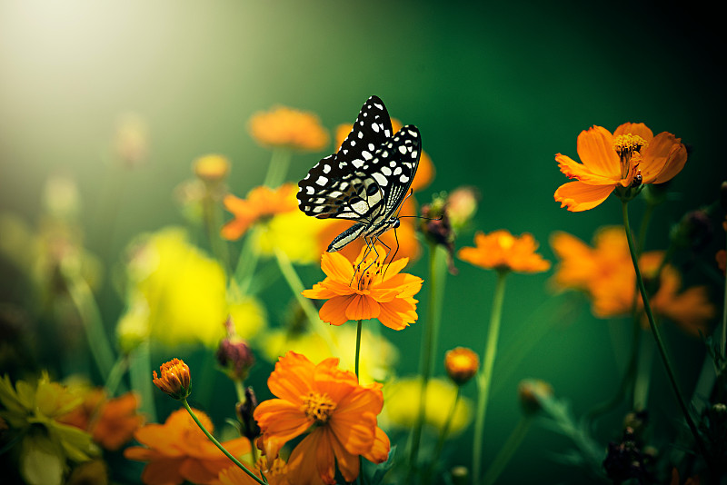蝴蝶在黄花上的特写图片素材