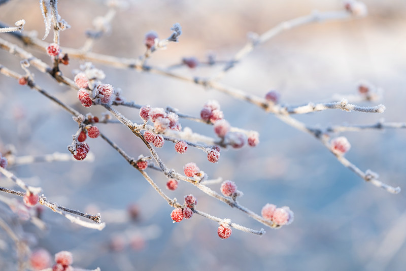 浆果和树枝上结霜图片下载