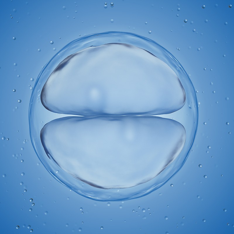 图示:一个2细胞阶段的卵子图片下载