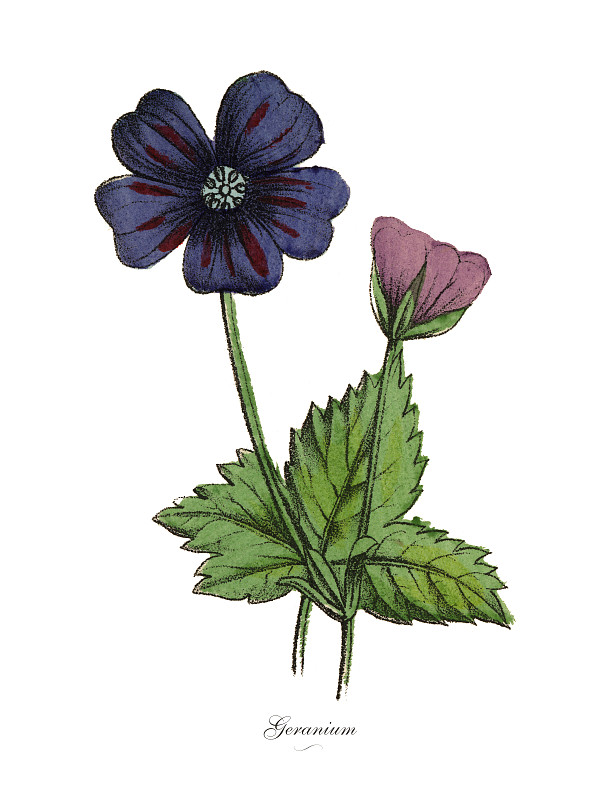 天竺葵植物，维多利亚植物学插图图片下载