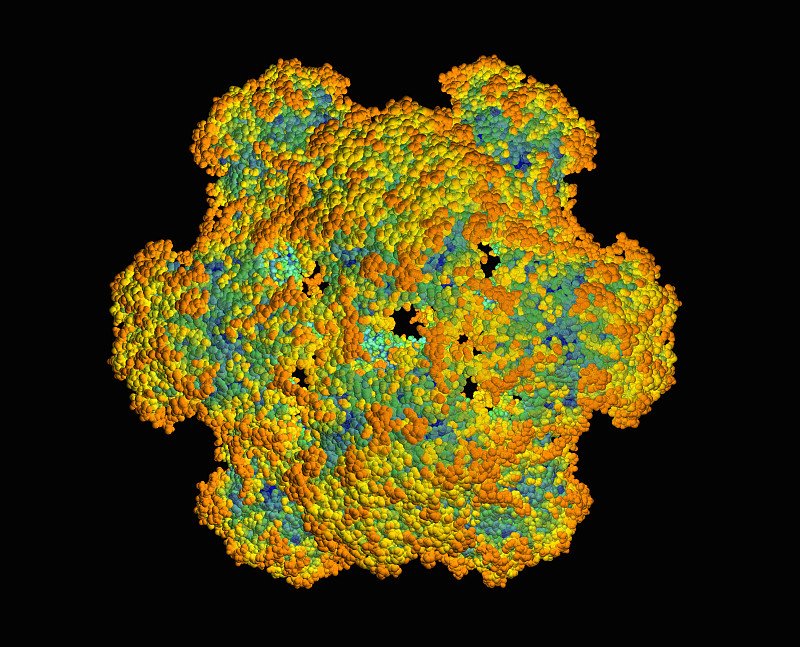 人乳头状瘤病毒(HPV)三维模型图片下载