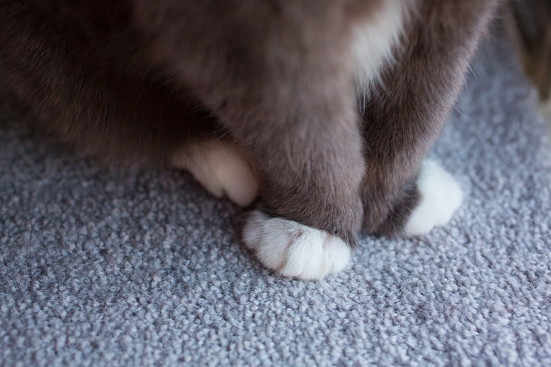 采购产品猫在地毯上，猫爪子，室内猫，猫在地毯上，干净的地毯，宠物租金图片下载