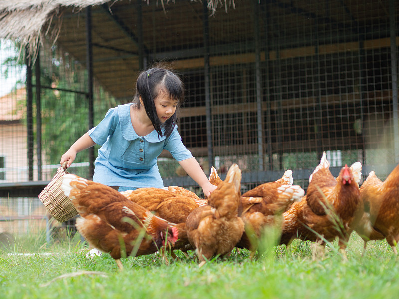 农场里有鸡的女孩图片素材