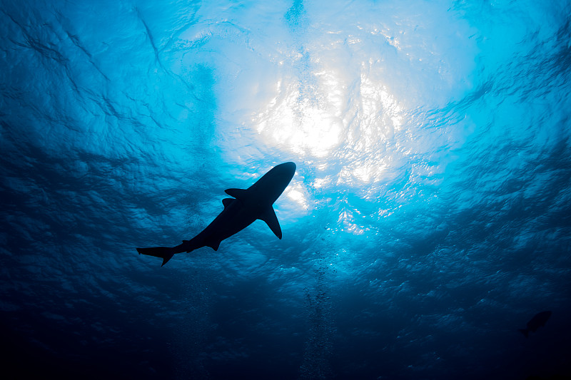 鲨鱼在水面上游动的剪影图片下载