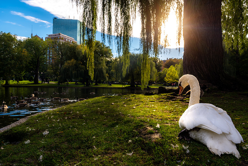 美国马萨诸塞州波士顿市，波士顿公共公园湖中的白天鹅图片下载