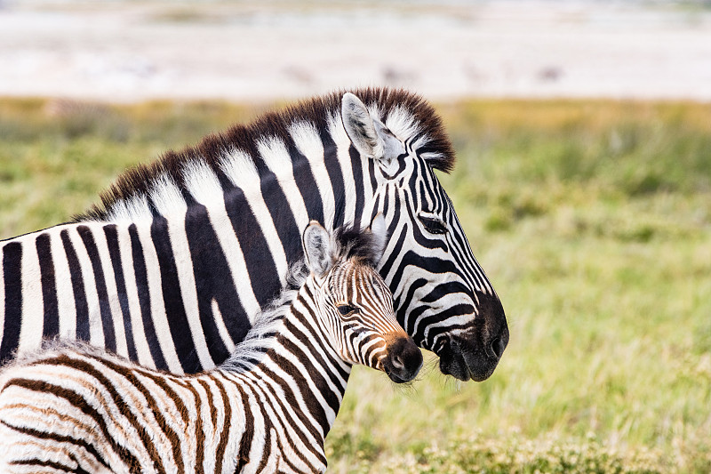 斑马妈妈和小马驹站在埃托沙国家公园的草原上图片下载