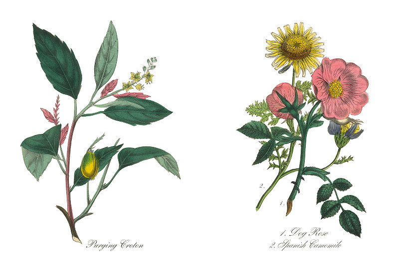 狗玫瑰和西班牙甘菊维多利亚植物学插图图片下载