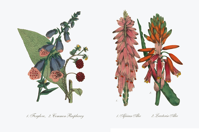 芦荟和非洲芦荟维多利亚植物学插图图片下载