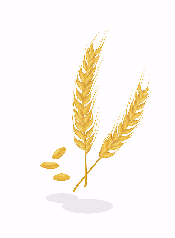 现实的小麦穗在白色的背景。谷物丰收，农业有机耕作，健康食品象征。图片素材