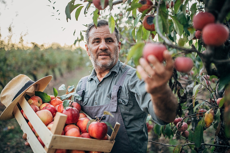 一位年长的农民看着手里的一个收获的苹果图片下载