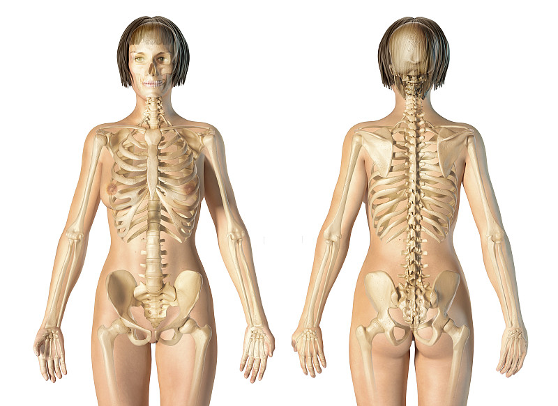 女性骨骼重量图片
