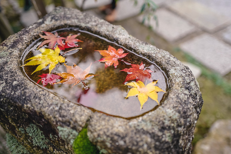 美丽的秋景，红色的日本枫叶漂浮在水池塘，日本京都图片下载