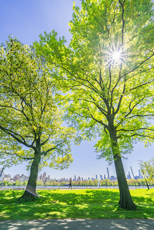2019年5月11日，美国纽约，曼哈顿中城摩天大楼耸立在两棵正在生长的大树中间。图片下载
