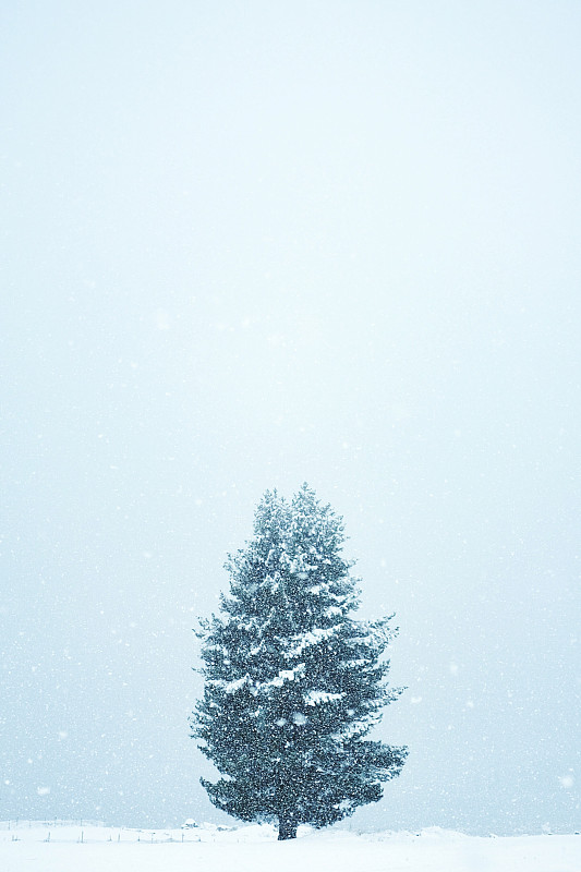 在晴朗的天空下，白雪覆盖的风景上的树图片素材