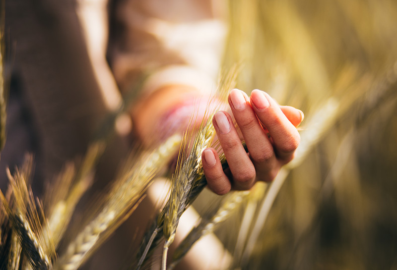 一名妇女正在耕地上抚摸麦穗图片下载