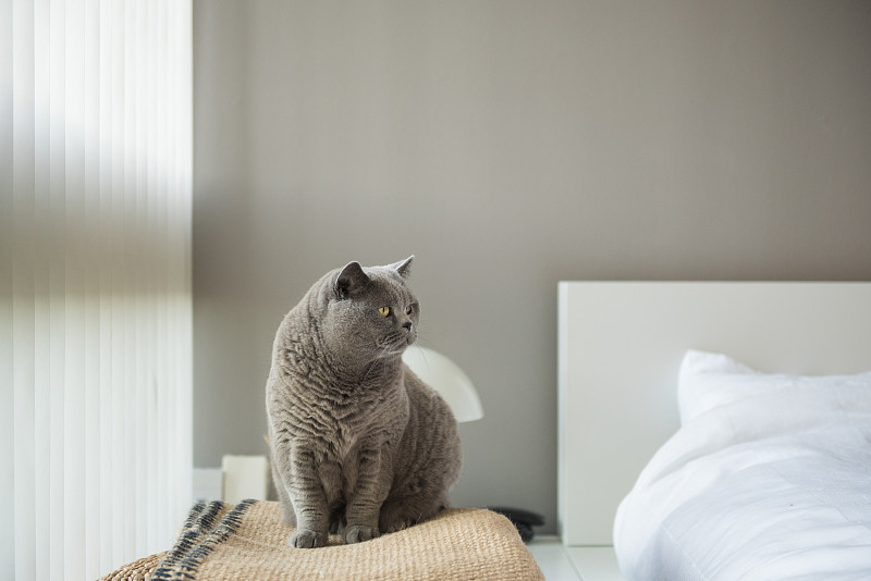 英国短毛猫坐在地毯上靠近白色的床和百叶窗图片素材