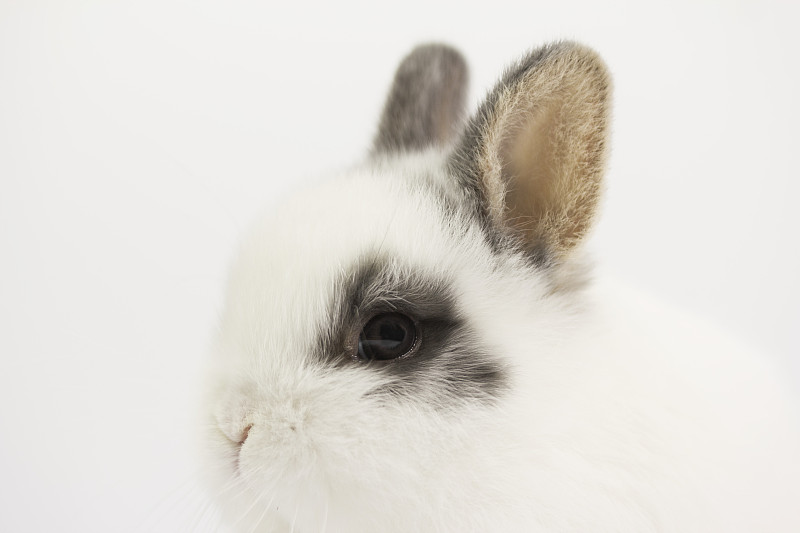 兔子的肖像图片下载