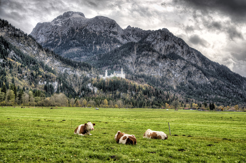 德国巴伐利亚新天鹅堡前牧场上的牛图片素材