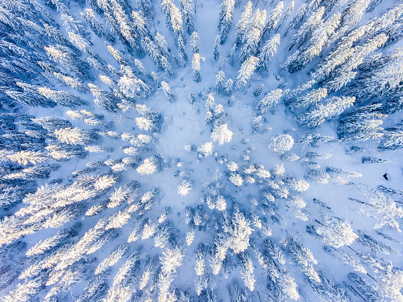 冬天从上面看树梢图片素材