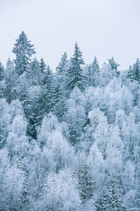 挪威，树木被冰雪覆盖图片下载