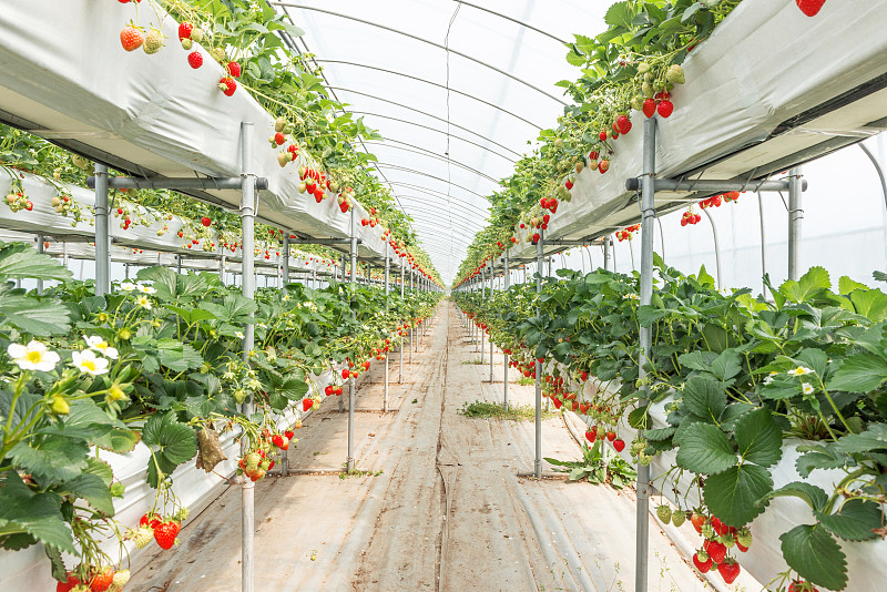 韩国有机草莓农场图片下载
