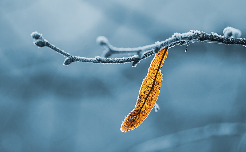 冰冻的树枝对天空在冬天的特写图片下载
