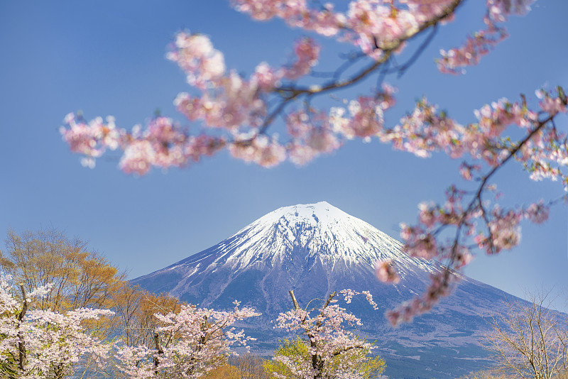 日本田uki湖的春天，富士山和粉红色樱花枝头的蓝天图片下载