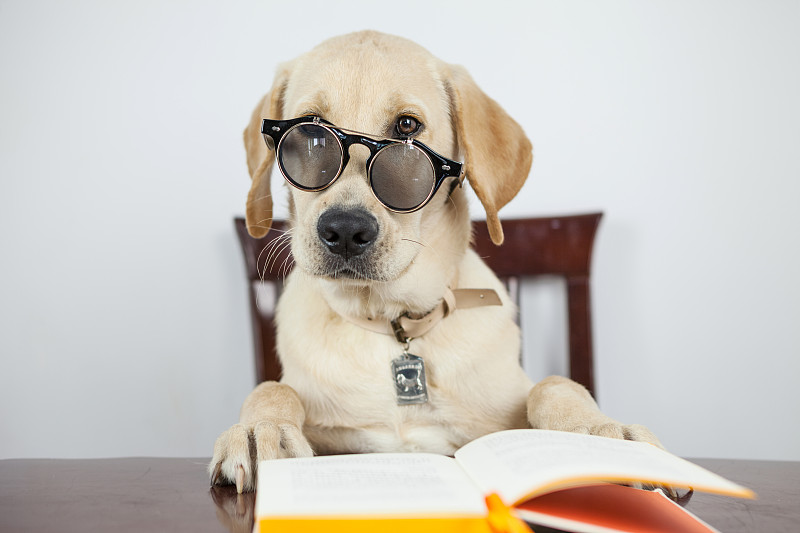 拉布拉多犬在看书图片素材