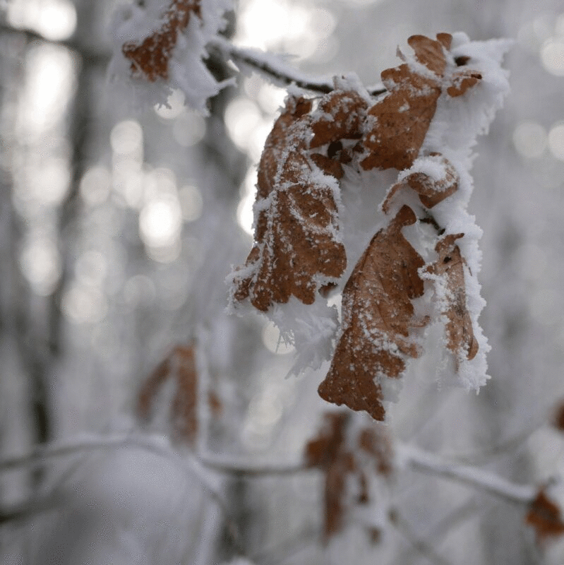 树枝上棕色的叶子覆盖着雪图片下载