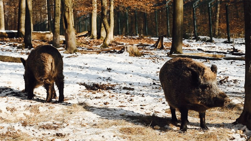 两只野猪在冬天，一只在咀嚼图片下载