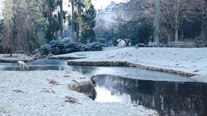 鹿在冬天喝池塘里的水图片下载