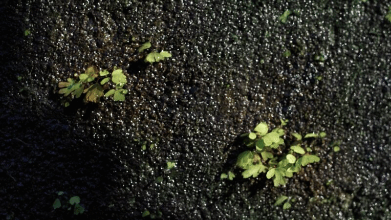 小的绿色植物生长在闪闪发光的石墙图片下载