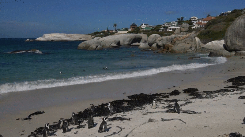 南非开普敦海滩上的企鹅图片下载