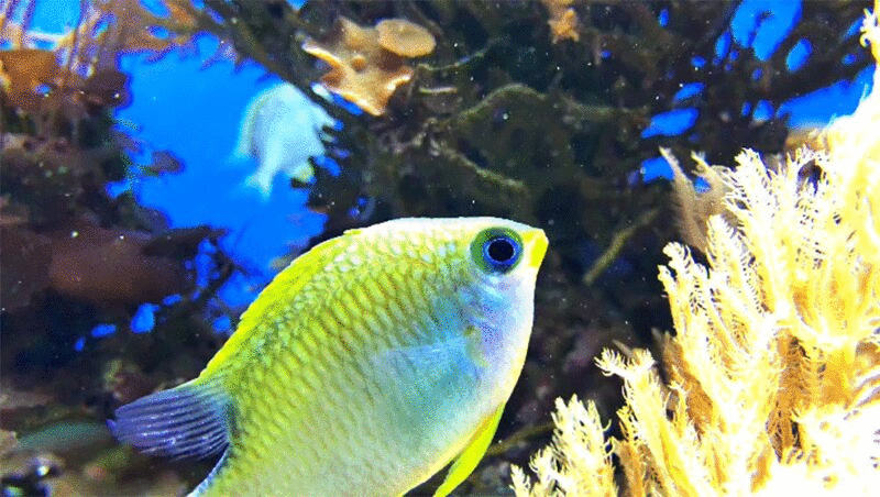 热带鱼在水族馆，特写图片下载