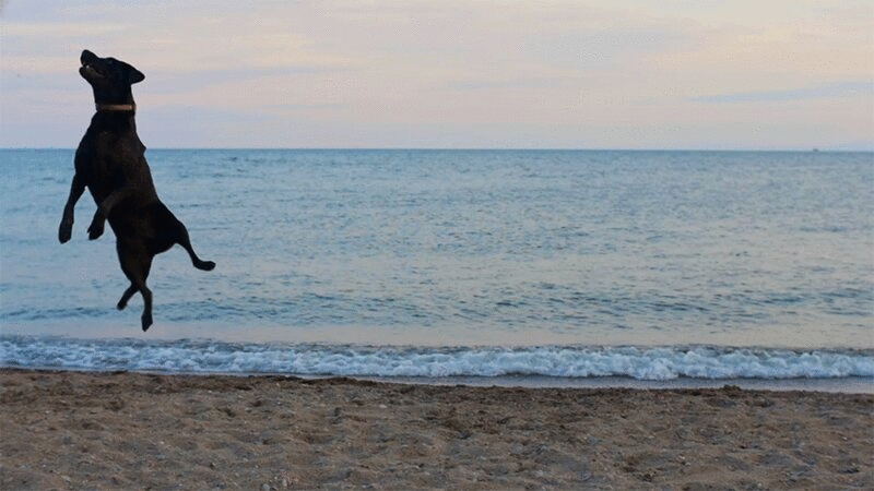 狗在海滩上跳图片下载