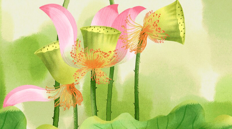 水彩风格植物花卉荷花插画动图图片下载
