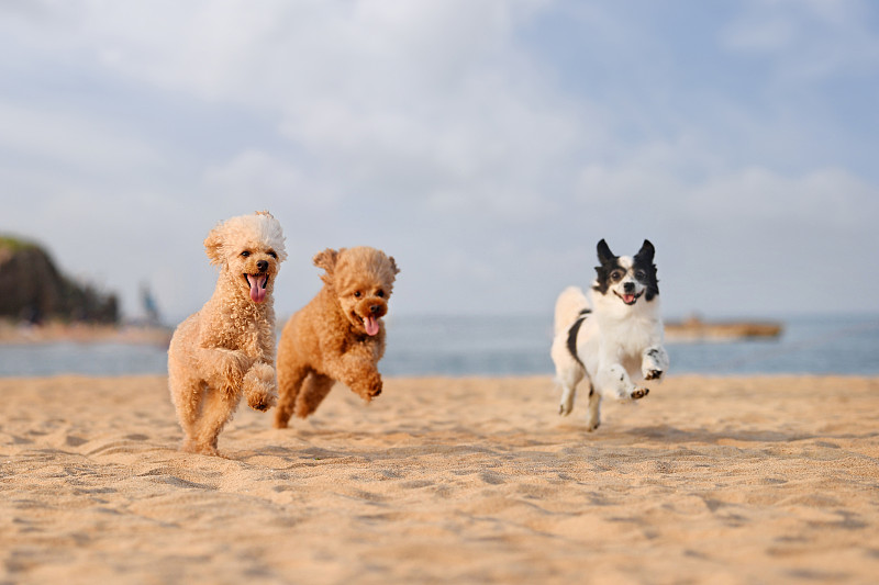 沙滩上奔跑的三只小狗图片素材