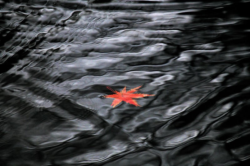 黑灰色的水面波汶红色的枫叶，画面简洁美观。主体红色水波纹黑灰图片素材