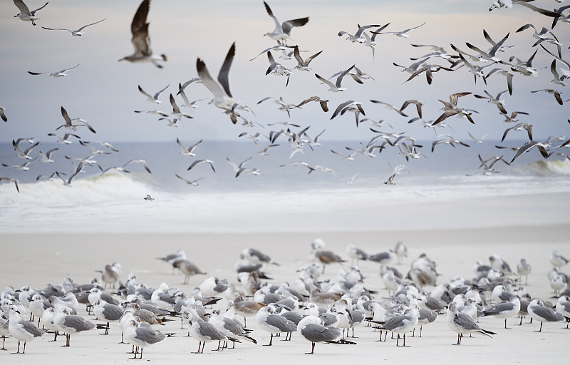 一大群海鸥在海洋上空飞翔图片下载