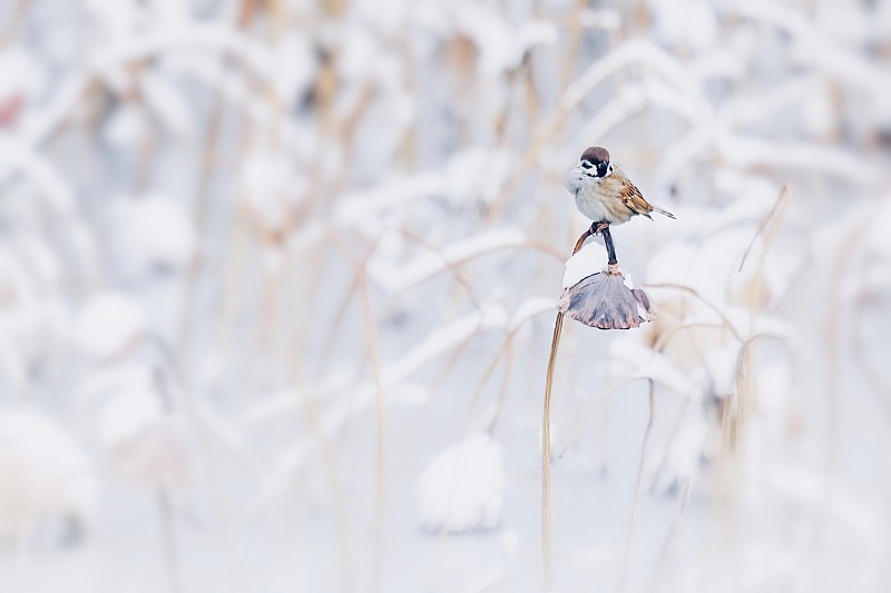 冬至小鸟图片下载