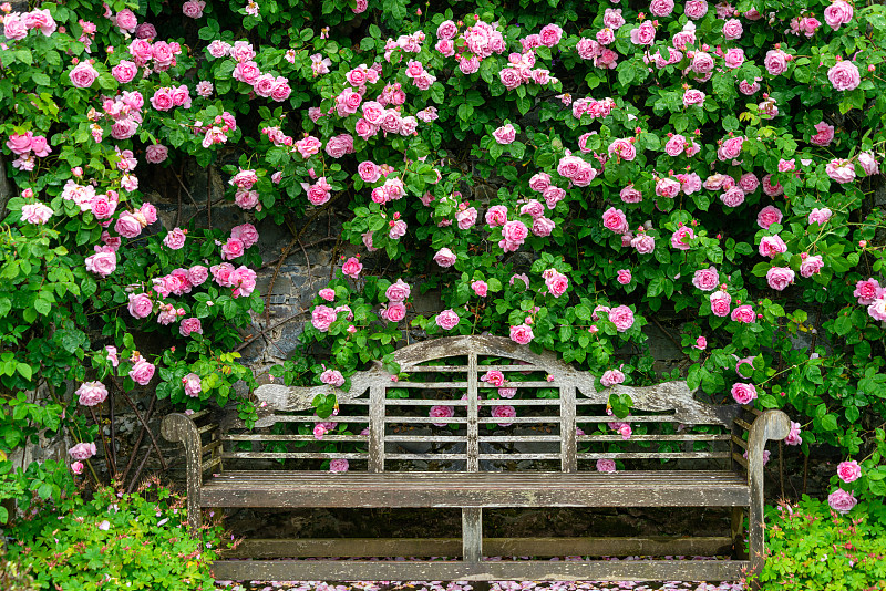 夏天欧洲英国北威尔士博德南特花园蔷薇花墙和木椅园林景观图片素材
