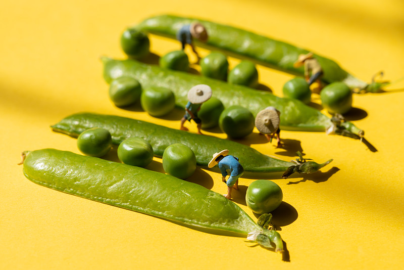 微缩小人模型在豌豆荚中劳动图片素材