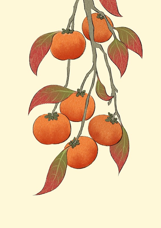 立秋-柿子图片素材