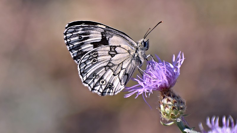 捷克多布里斯的一种白色大理石蝴蝶，栖息在花上图片素材