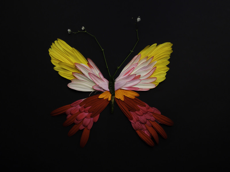意大利巴里的花蝴蝶图片下载
