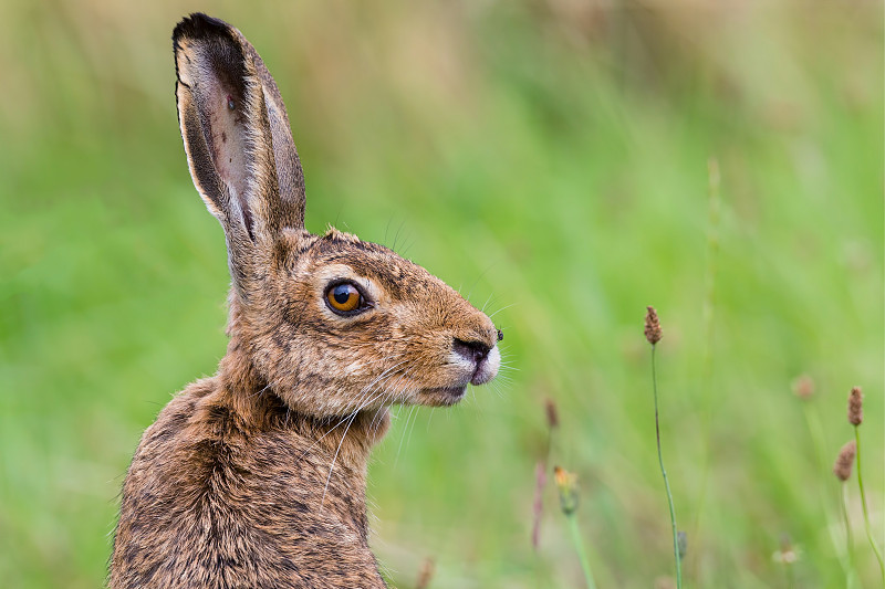 德国巴伐利亚Mombris的棕色兔子图片素材