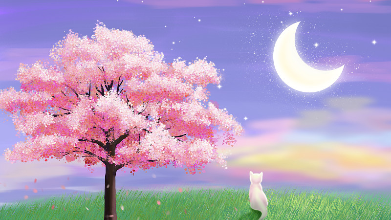 草地上的樱花树与猫图片素材