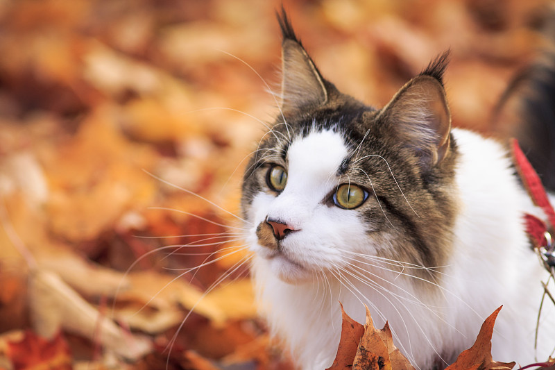 树叶中的猫的特写图片素材