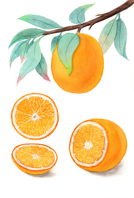 手绘水彩橙子果肉水果装饰画插画下载